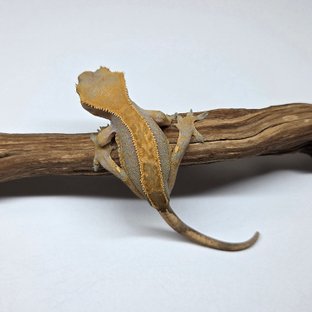 100%헷아잔틱 핀스트라이프