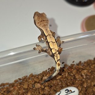 세이블