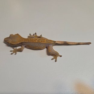 100%헷아잔틱 핀스트라이프