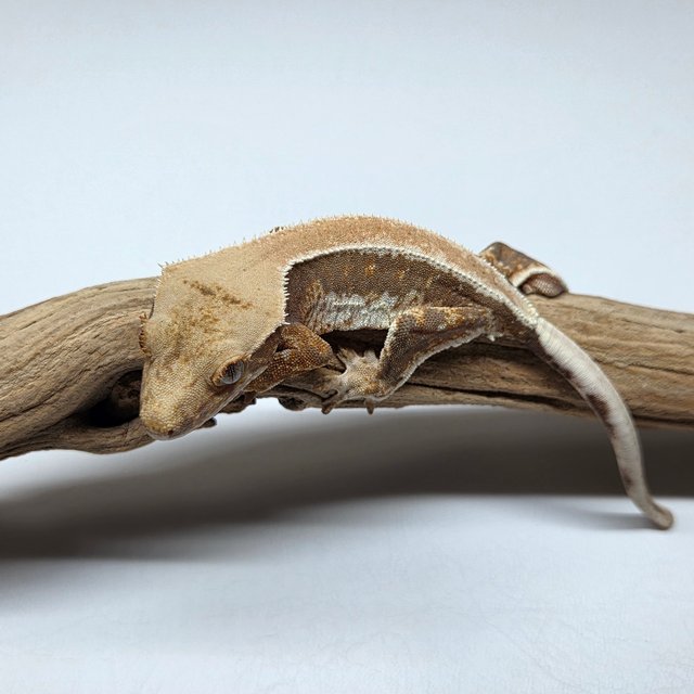 릴리100%헷아잔틱