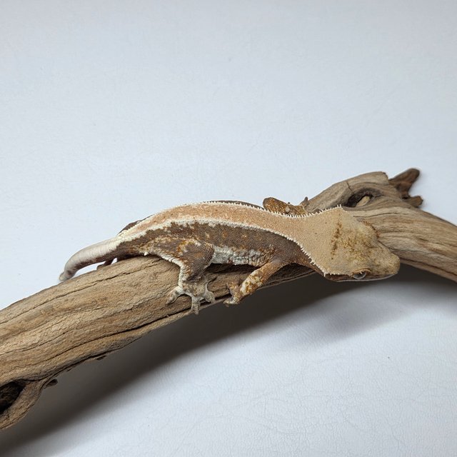 릴리100%헷아잔틱