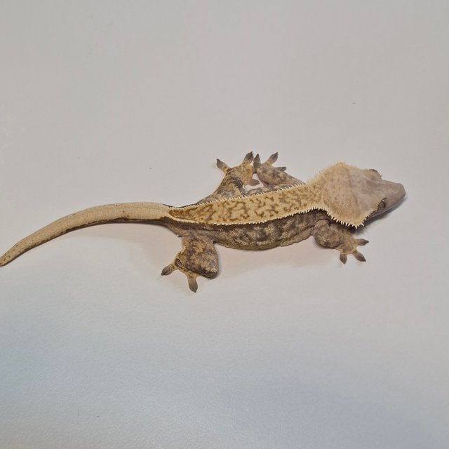 노멀 핀스트라이프 풀핀