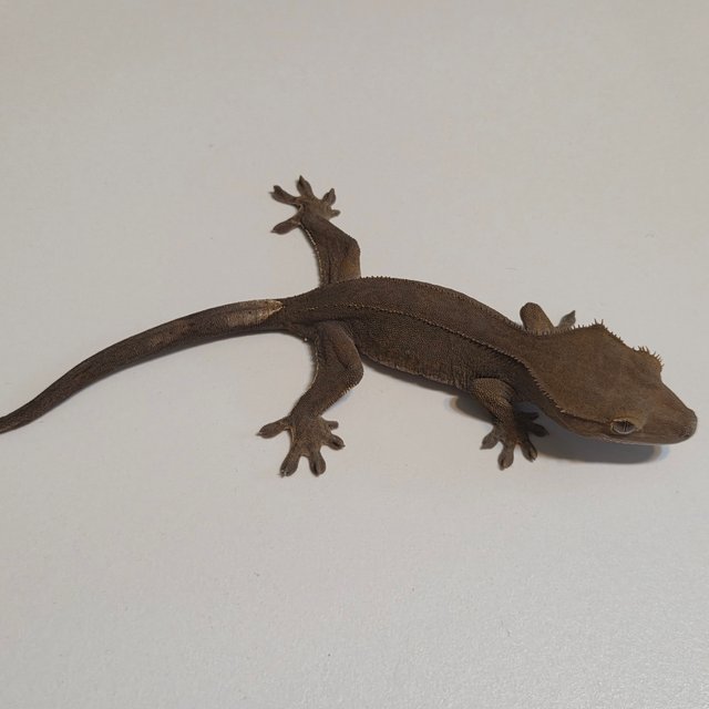 100%헷아잔틱 팬텀 핀스트라이프