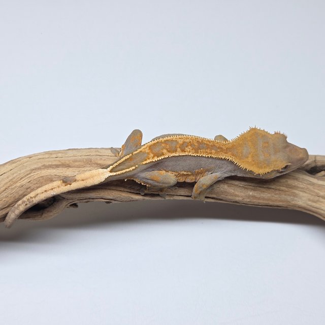 100%헷아잔틱 핀스트라이프