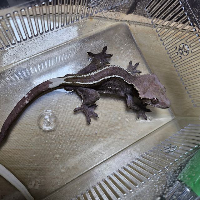 아잔틱
