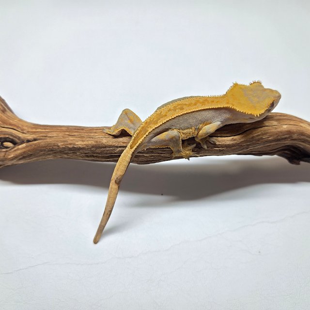 100%헷아잔틱 풀핀