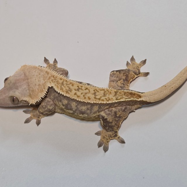 노멀 핀스트라이프 풀핀