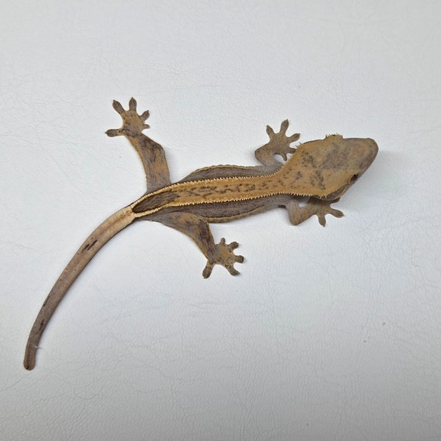 100%헷아잔틱 풀핀