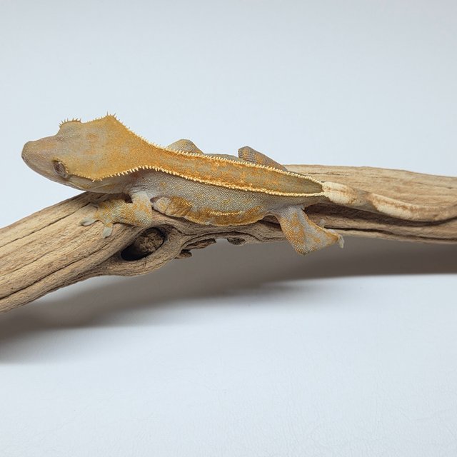 100%헷아잔틱 풀핀