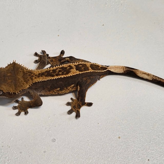 100%헷아잔틱 풀핀 엠티백