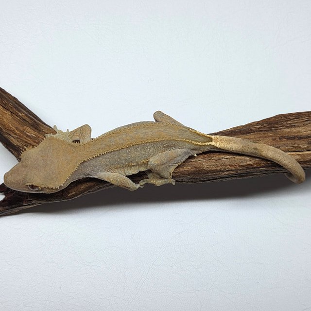 100%헷아잔틱 팬텀 풀핀