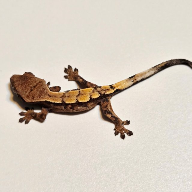 세이블