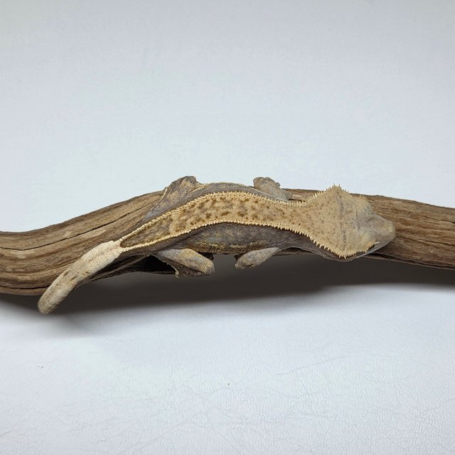 100%헷아잔틱 풀핀