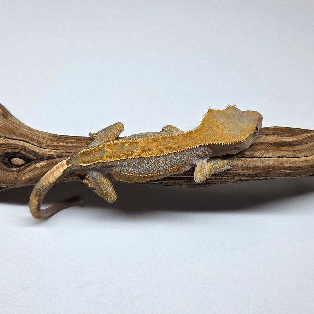 100%헷아잔틱 핀스트라이프