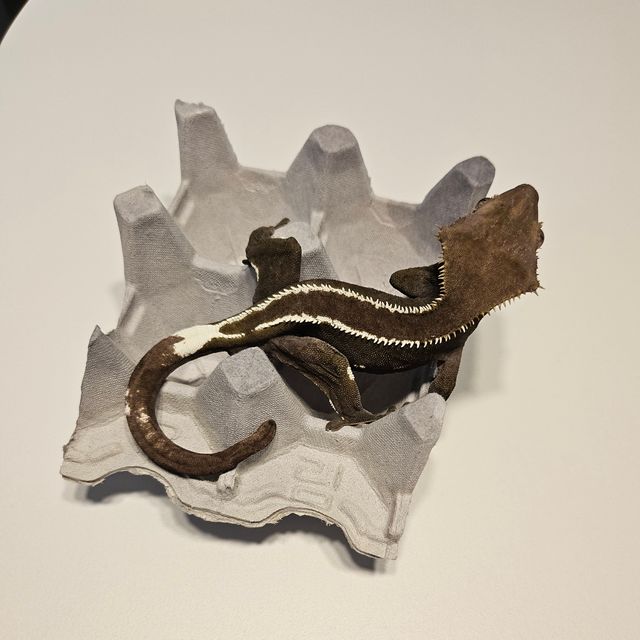아잔틱
