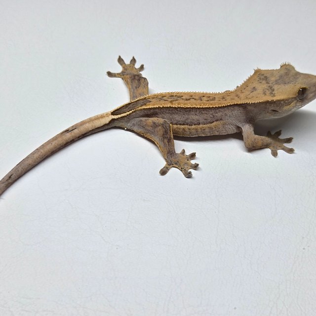 100%헷아잔틱 풀핀