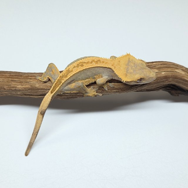 100%헷아잔틱 풀핀