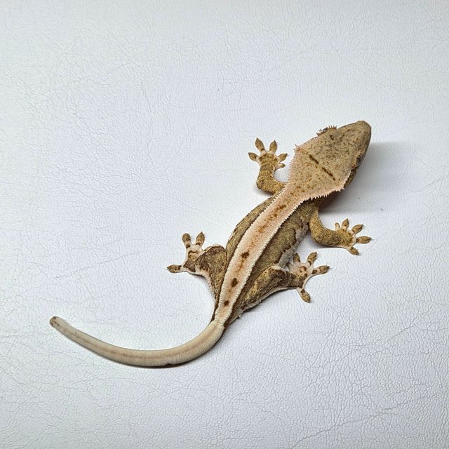 릴리100%헷아잔틱