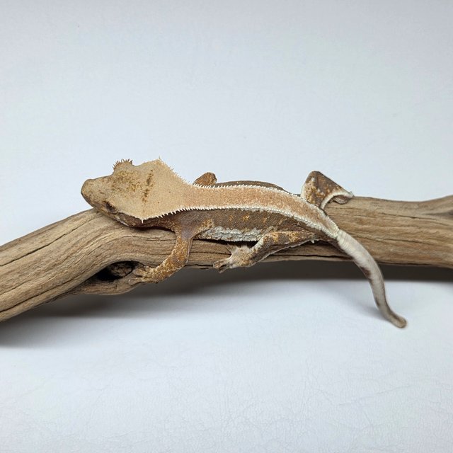 릴리100%헷아잔틱