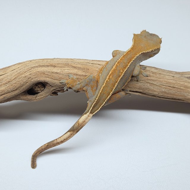 100%헷아잔틱 풀핀