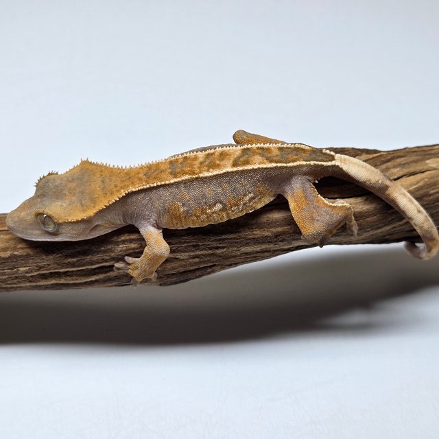 100%헷아잔틱 핀스트라이프