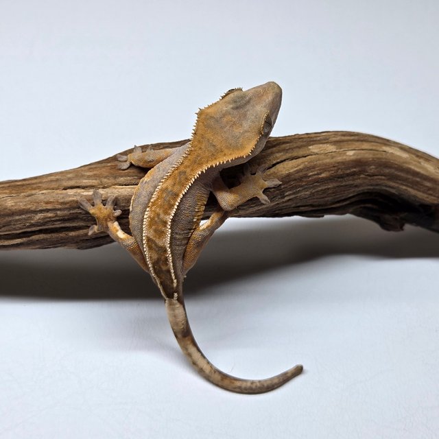 100%헷아잔틱 핀스트라이프