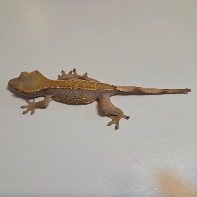 100%헷아잔틱 핀스트라이프