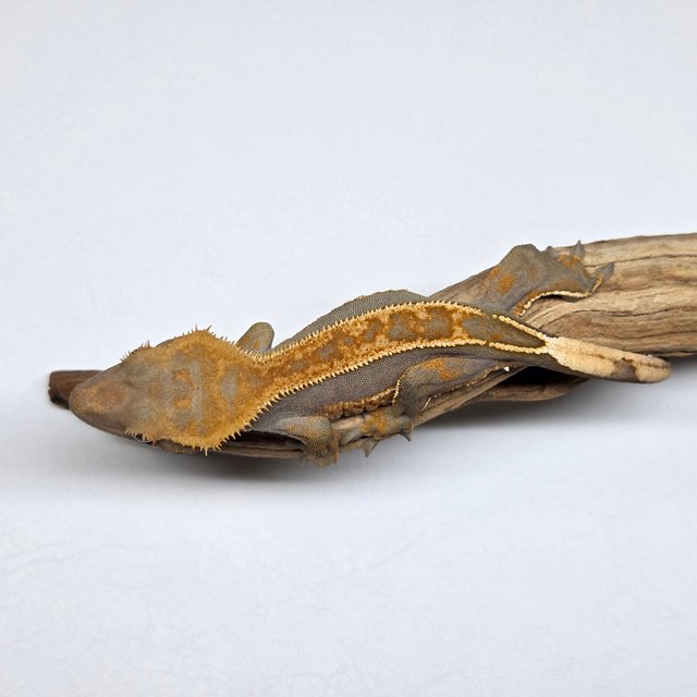 100%헷아잔틱 핀스트라이프