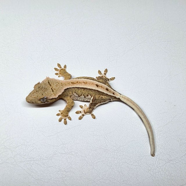 릴리100%헷아잔틱