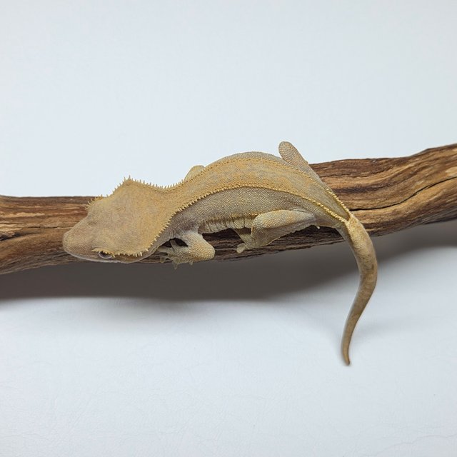 100%헷아잔틱 팬텀 풀핀