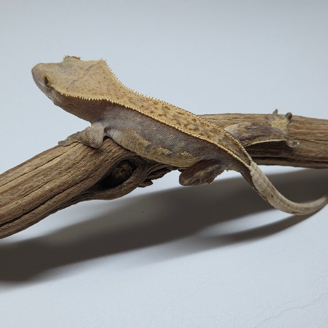 100%헷아잔틱 풀핀