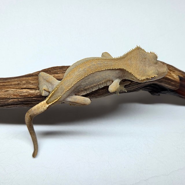 100%헷아잔틱 팬텀 풀핀