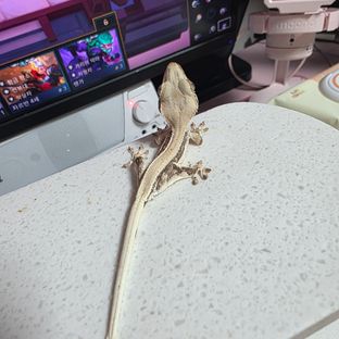 릴리화이트