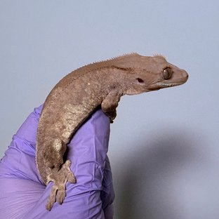 릴리 세이블 팬텀