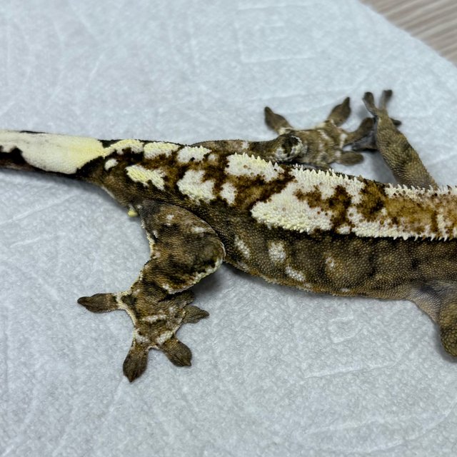 카푸치노 트라이 익스트림할리퀸