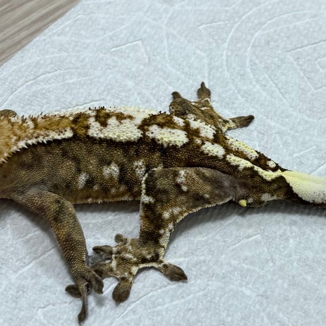 카푸치노 트라이 익스트림할리퀸