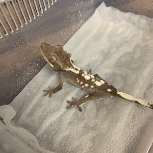 아잔틱