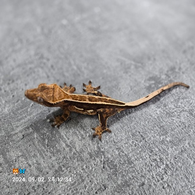 엠티백 쿼드 풀핀