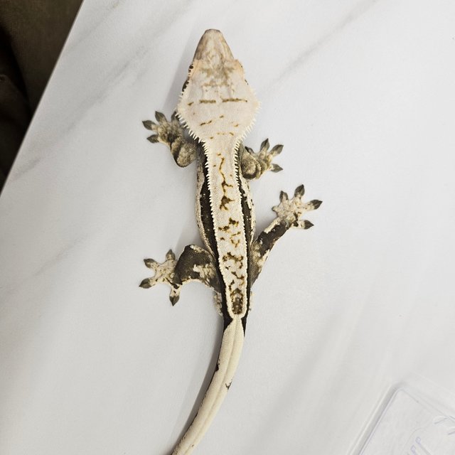 쿼드 풀핀 크림