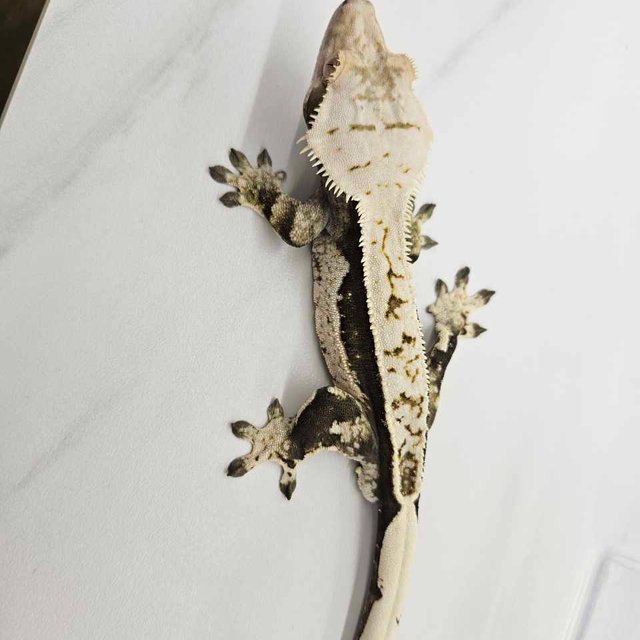 쿼드 풀핀 크림