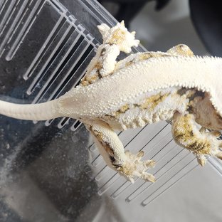 릴리화이트 솔리드백