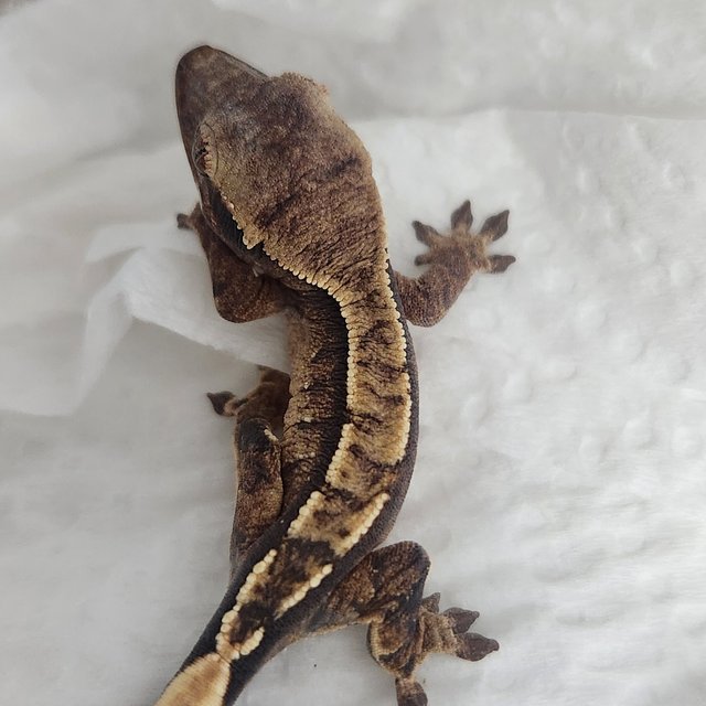 노멀 풀핀 익스트림할리퀸 트라이 화이트스팟 화이트핀