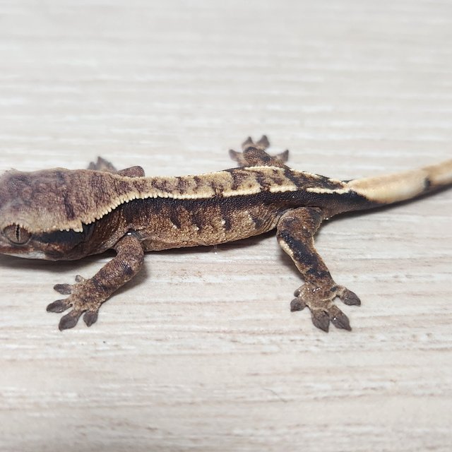 노멀 풀핀 익스트림할리퀸 트라이 화이트스팟 화이트핀