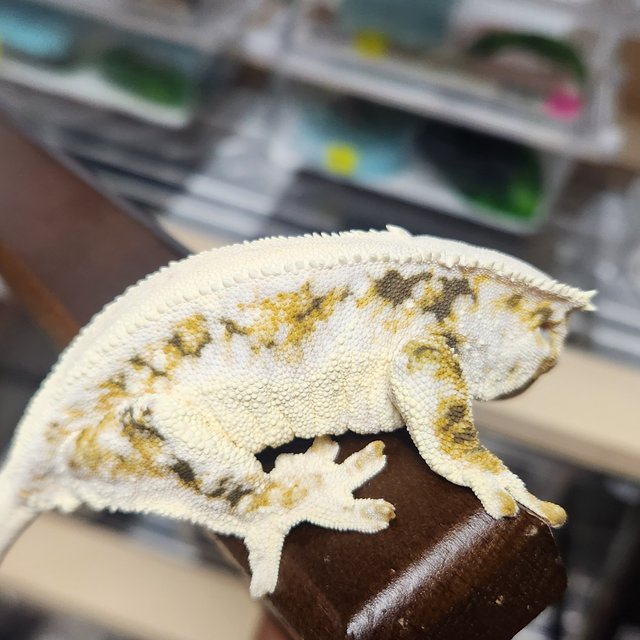 릴리화이트 솔리드백