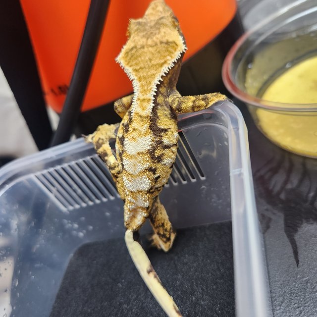 노멀 익스트림할리퀸