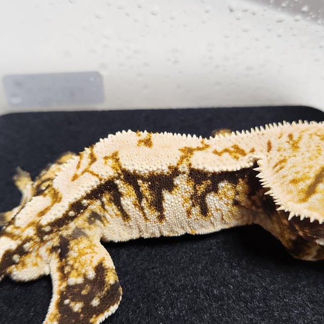 노멀 익스트림할리퀸