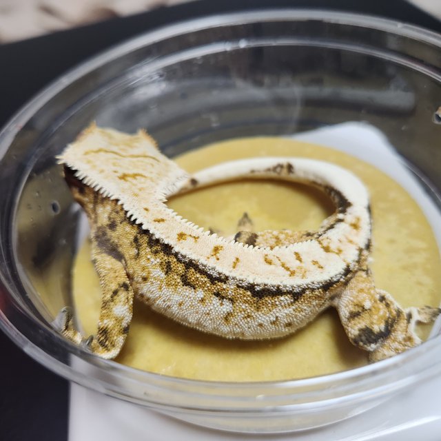 노멀 익스트림할리퀸 풀핀 화이트핀