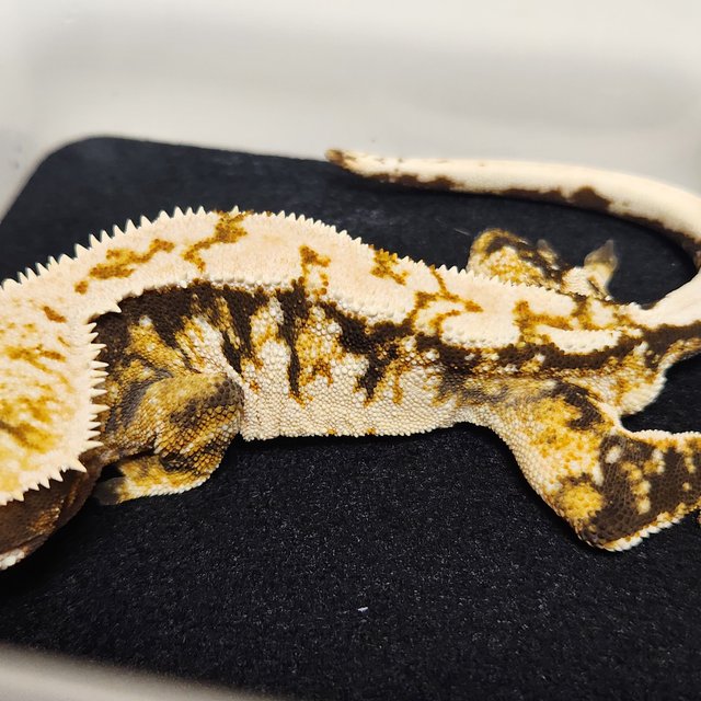 노멀 익스트림할리퀸