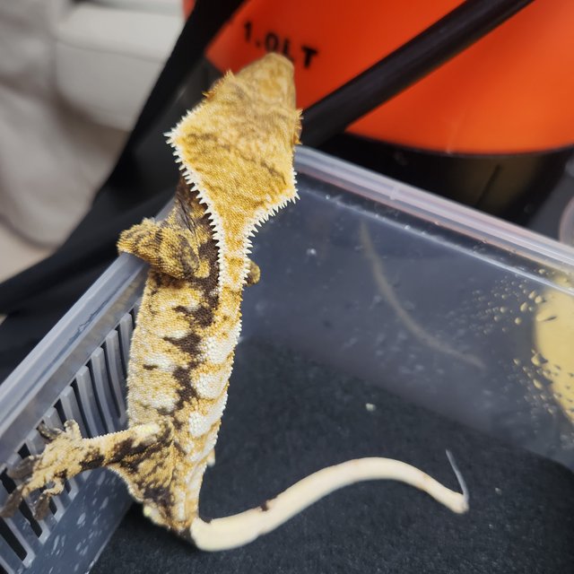 노멀 익스트림할리퀸