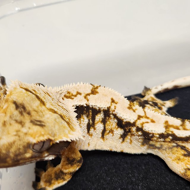 노멀 익스트림할리퀸